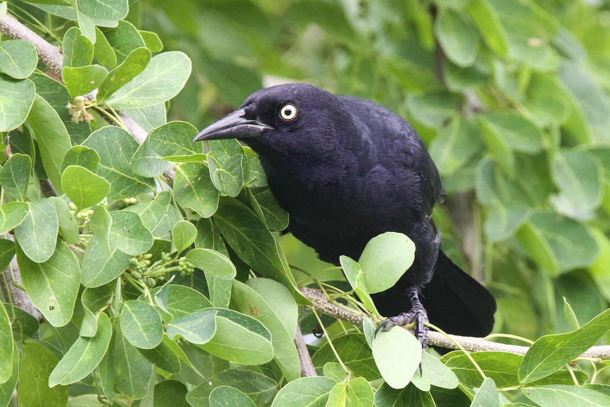 Greater Antillean Grackle - ML645493193