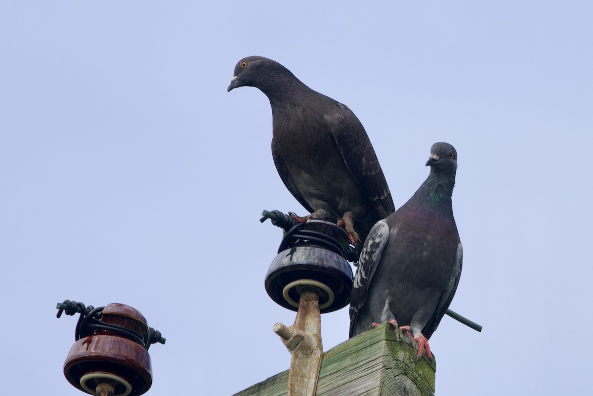 Rock Pigeon (Feral Pigeon) - ML645493199