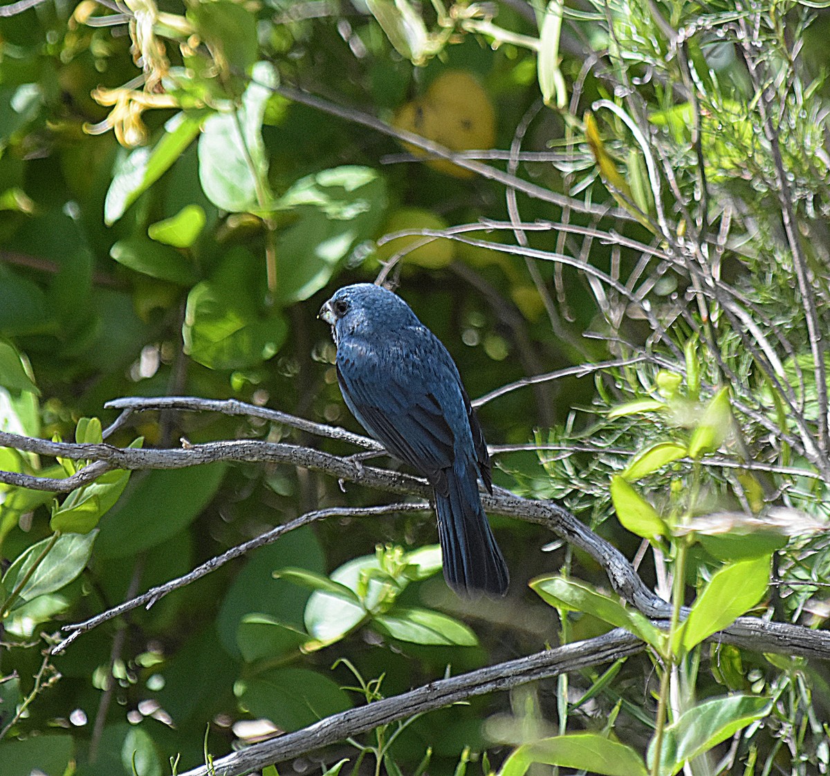 Glaucous-blue Grosbeak - ML645493200