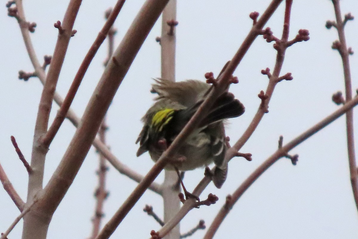 Yellow-rumped Warbler (Myrtle) - ML645493201