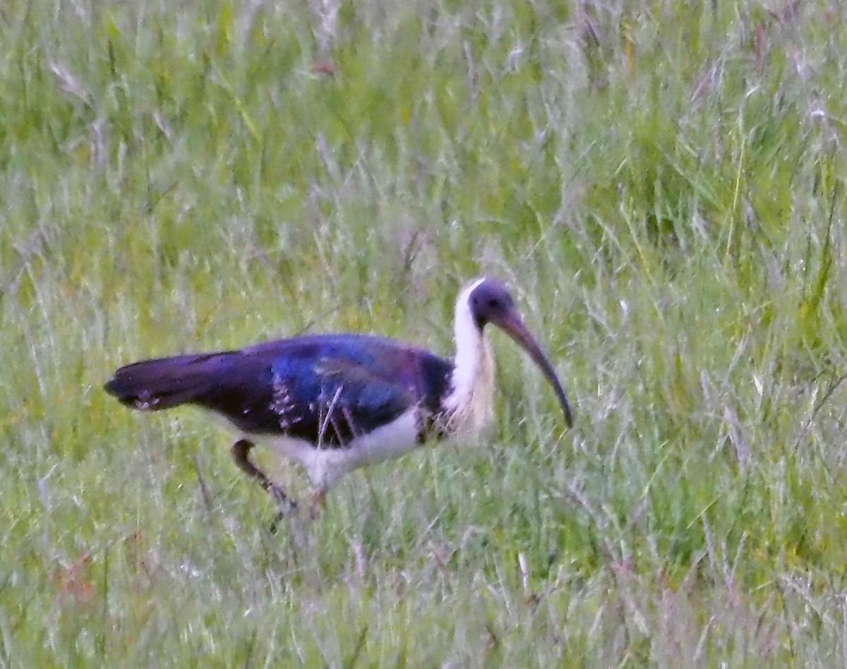 Straw-necked Ibis - ML645493202