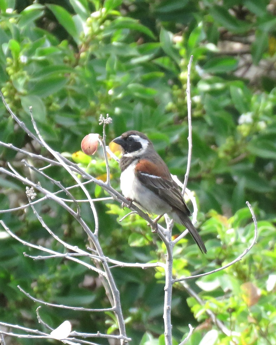 Cape Sparrow - ML645493204