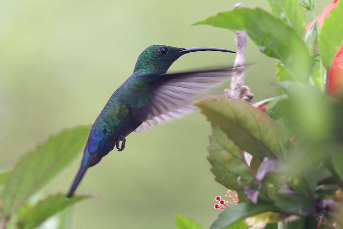 Green-throated Carib - ML645493205