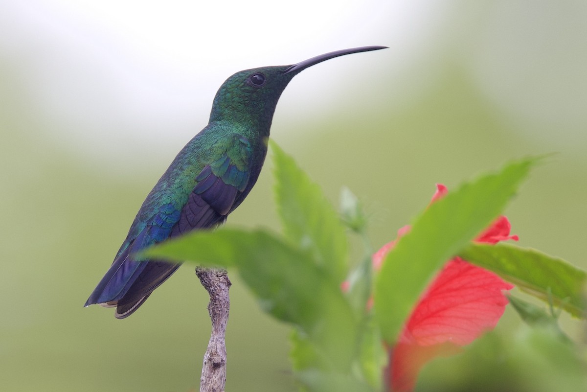 Green-throated Carib - ML645493206