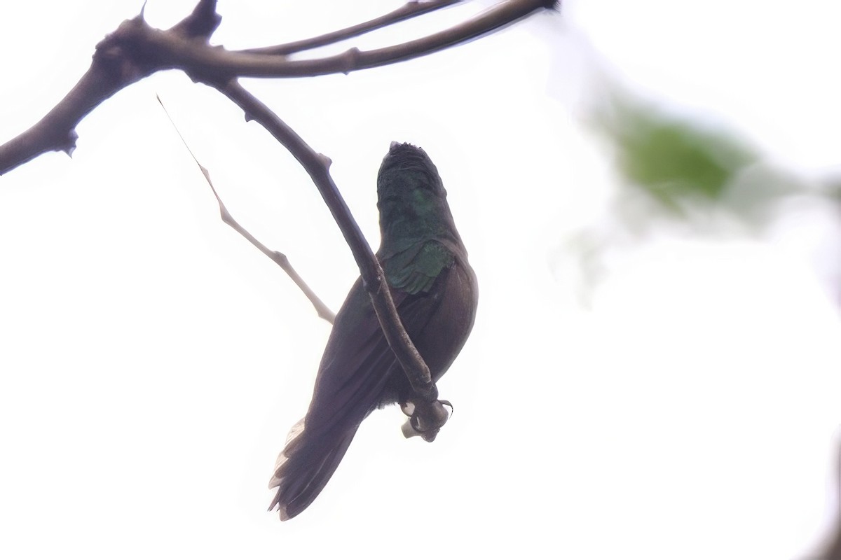 Antillean Crested Hummingbird - ML645493207