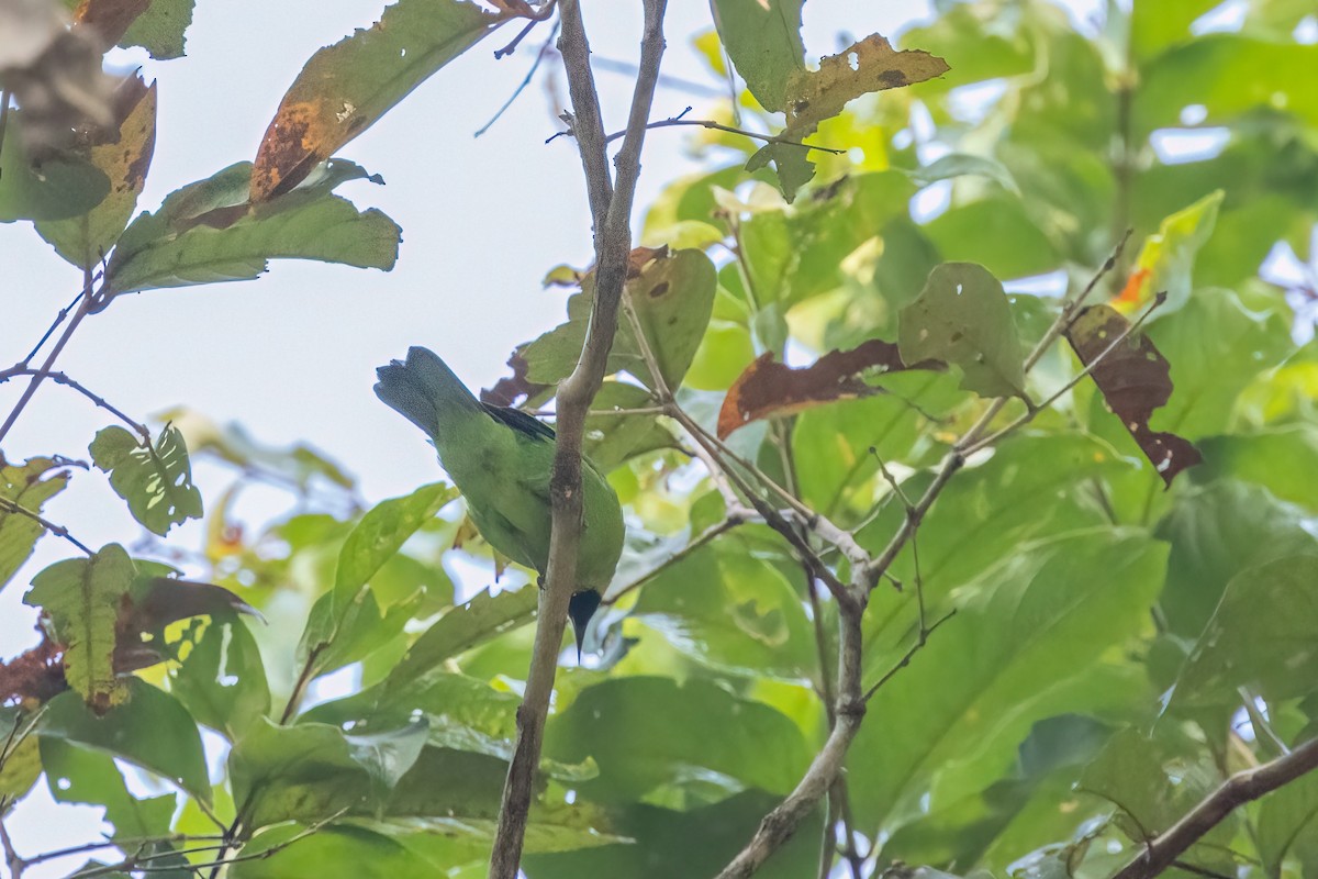 Blue-winged Leafbird - ML645493209