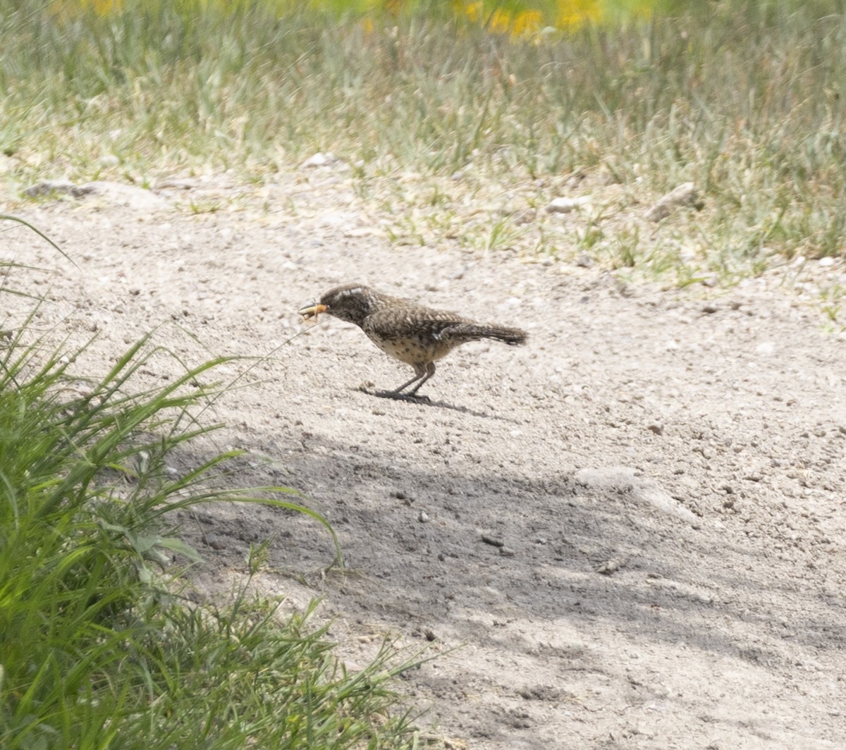 Cactus Wren - ML645493210
