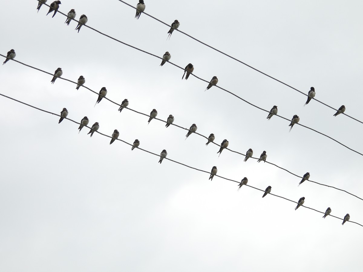 Barn Swallow - ML645493211