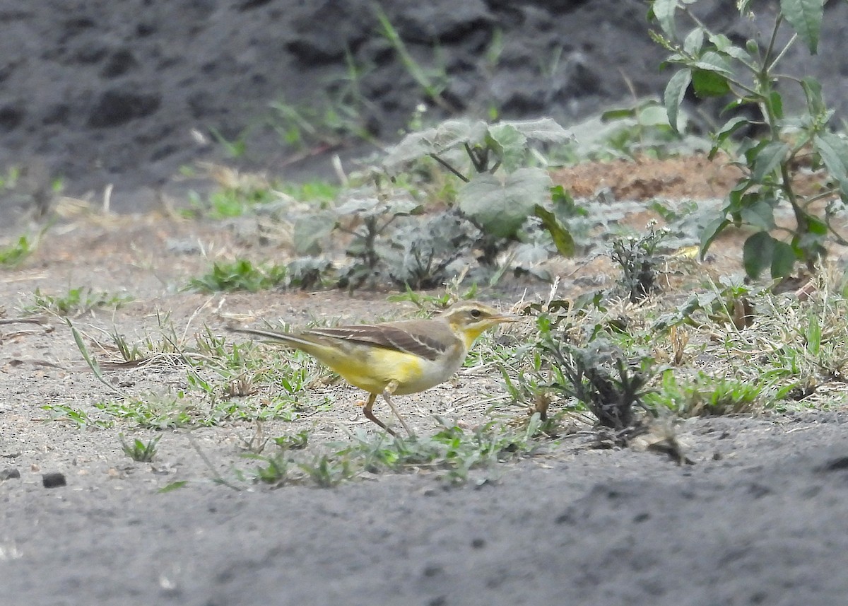 Western Yellow Wagtail - ML645493212