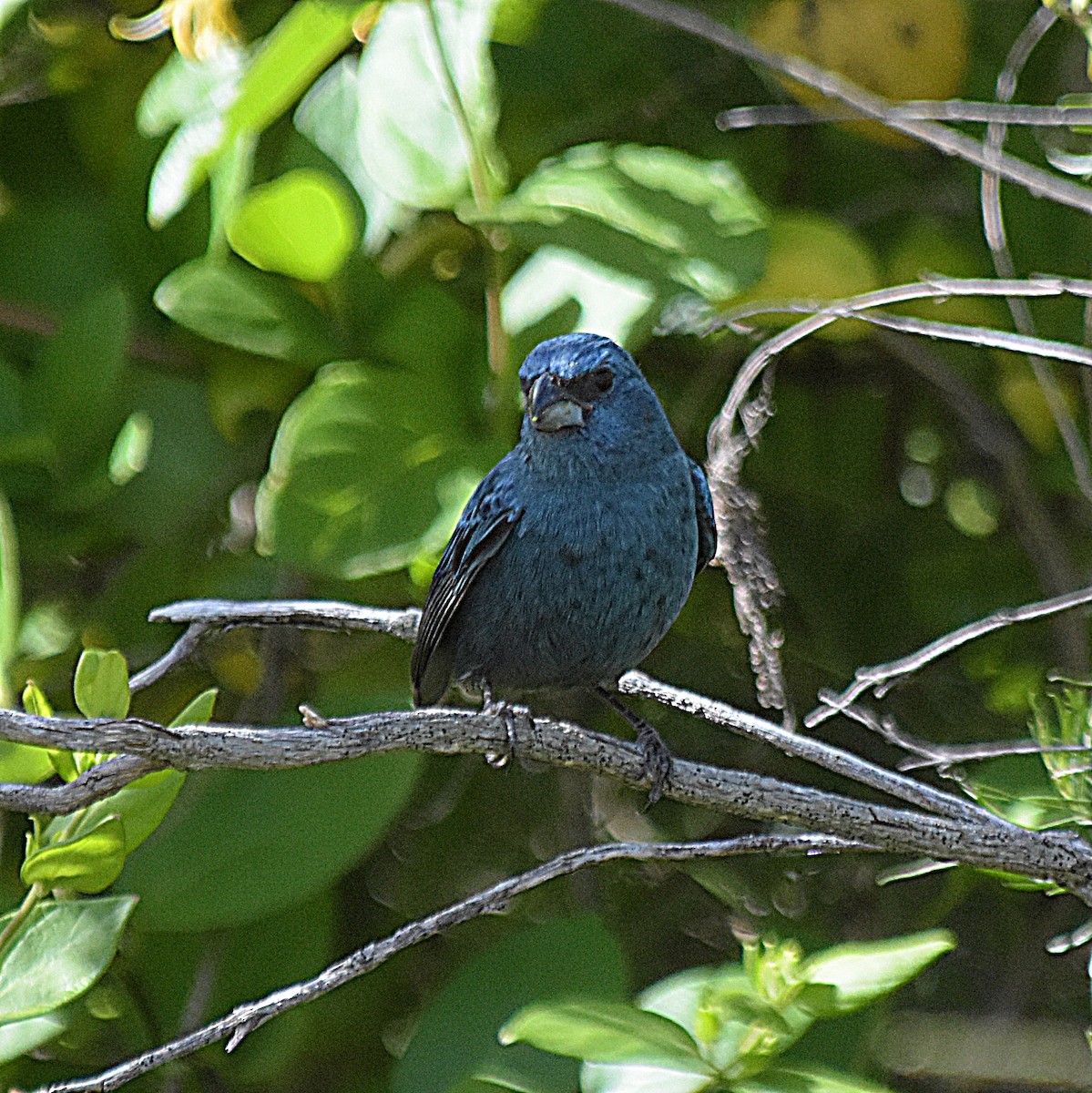 Glaucous-blue Grosbeak - ML645493213