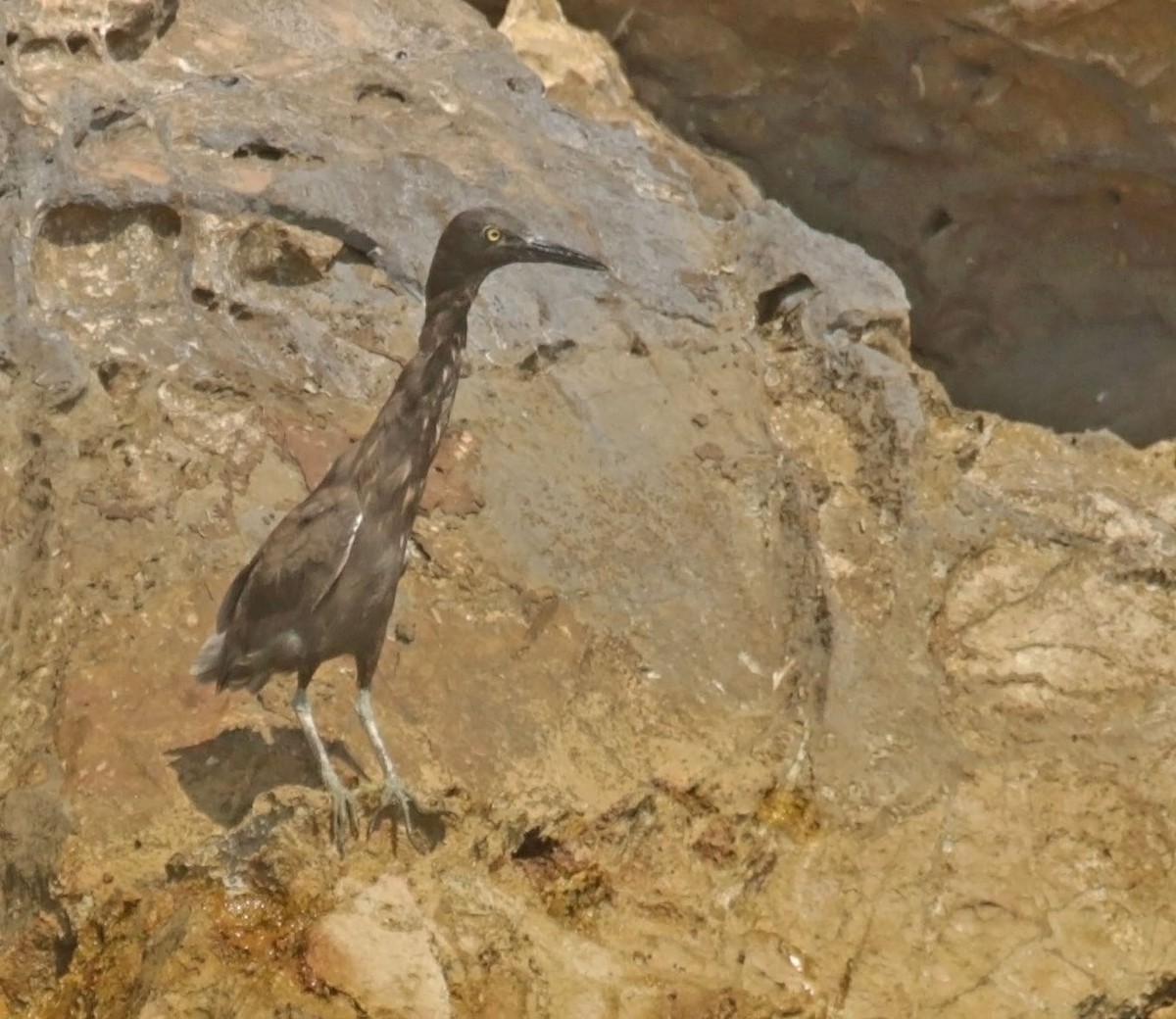 Little Heron - ML645493214