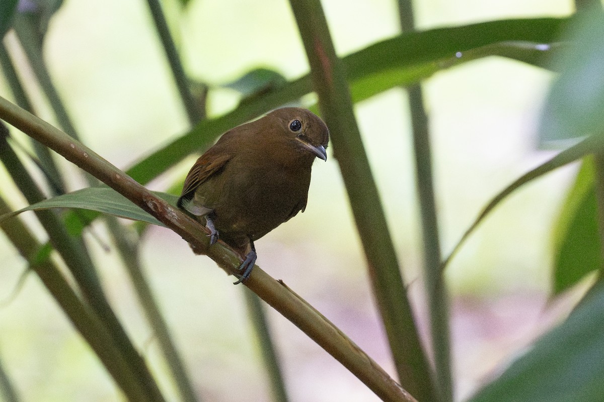 Northern Schiffornis - ML645493216