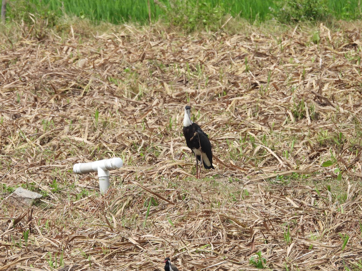 Asian Woolly-necked Stork - ML645493222