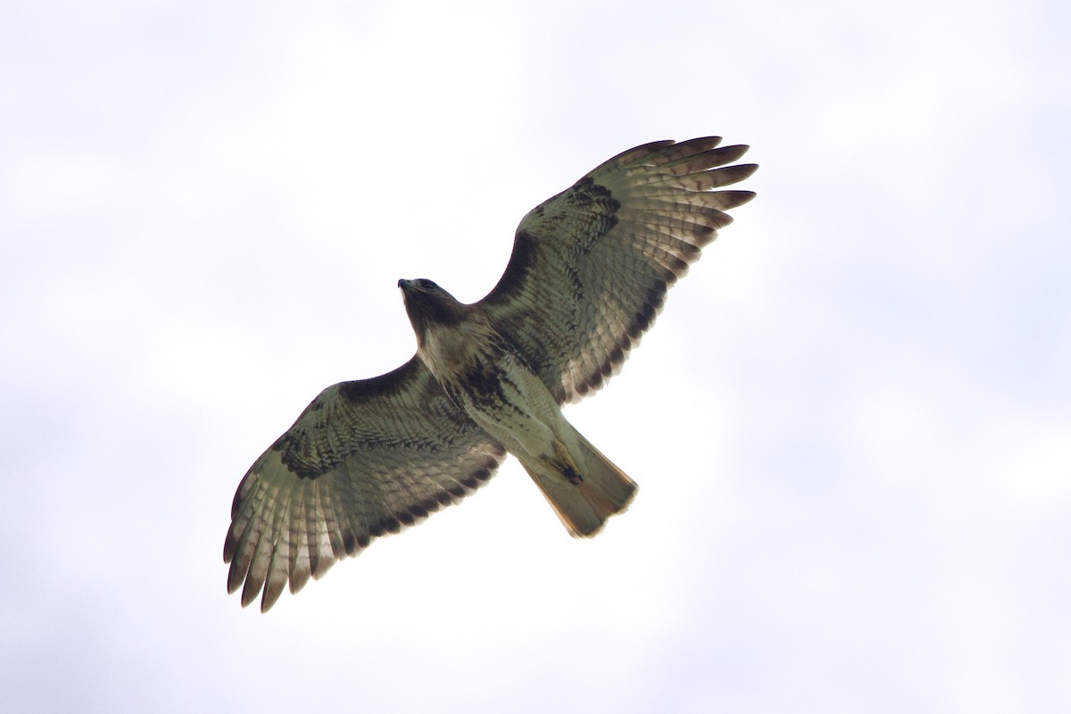 Red-tailed Hawk - ML645493224