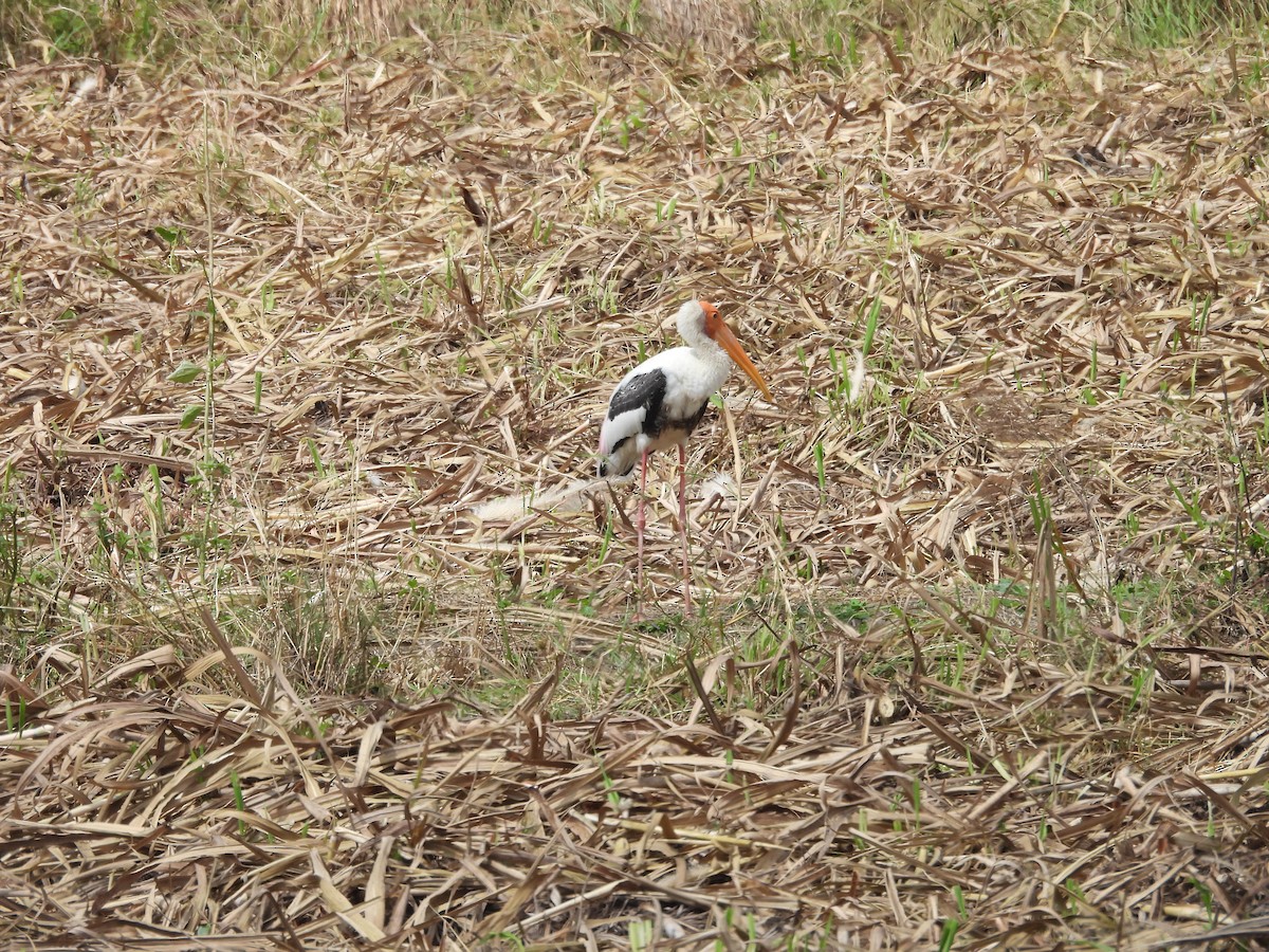 Painted Stork - ML645493225
