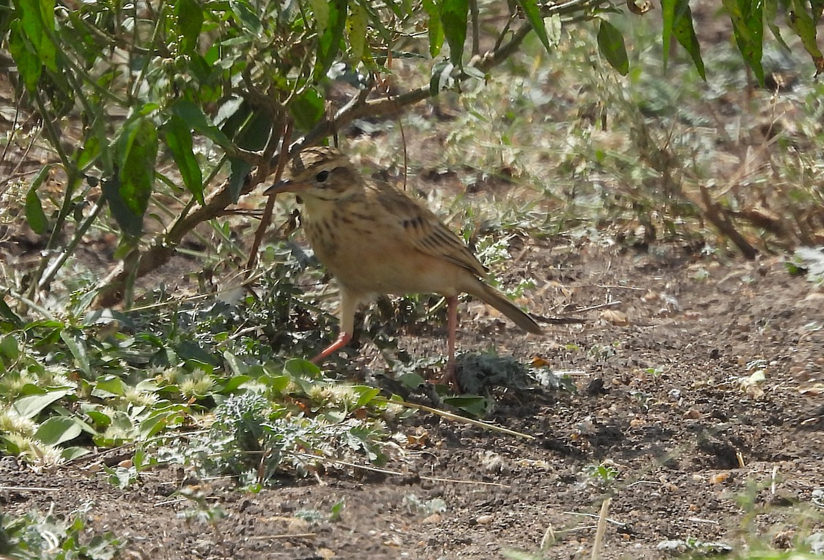 Paddyfield Pipit - ML645493230