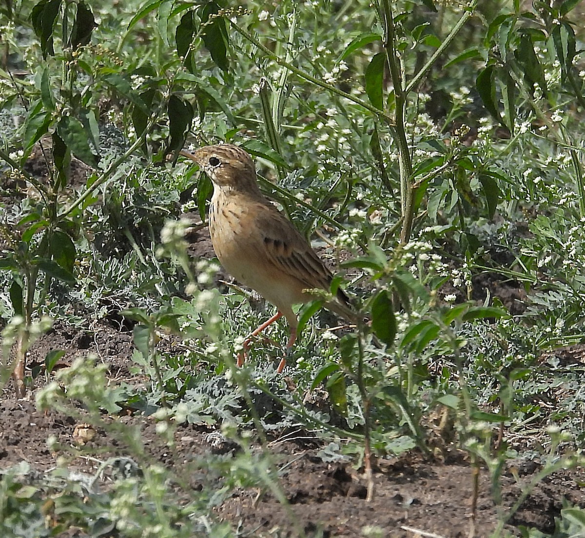 Paddyfield Pipit - ML645493231