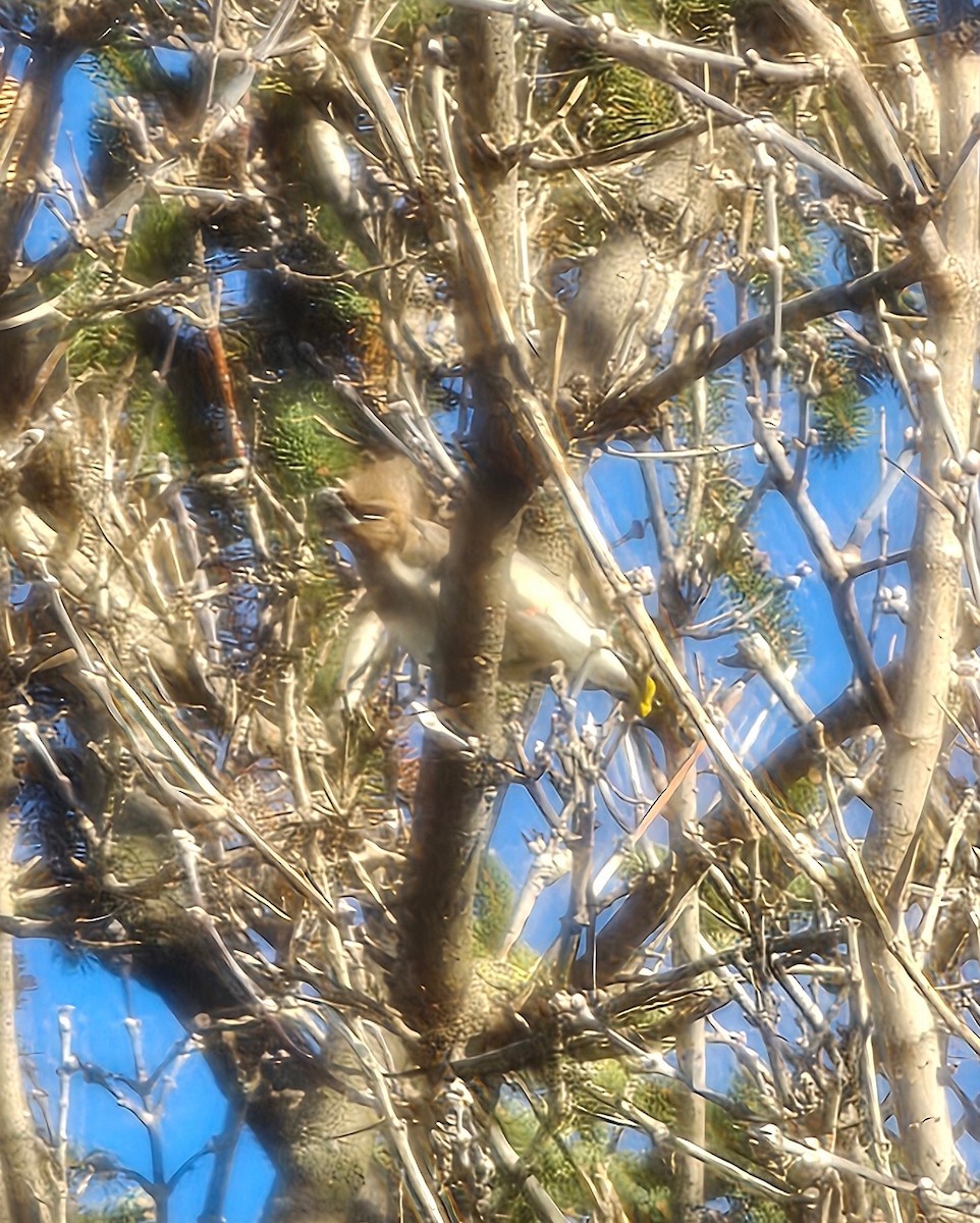 ヒメレンジャク - ML645493236