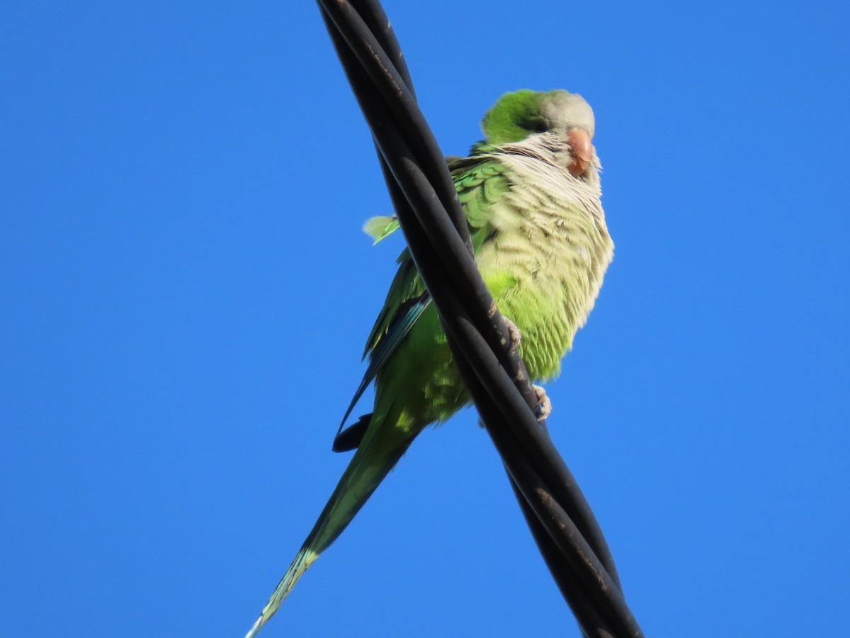 Mönchssittich - ML645493238