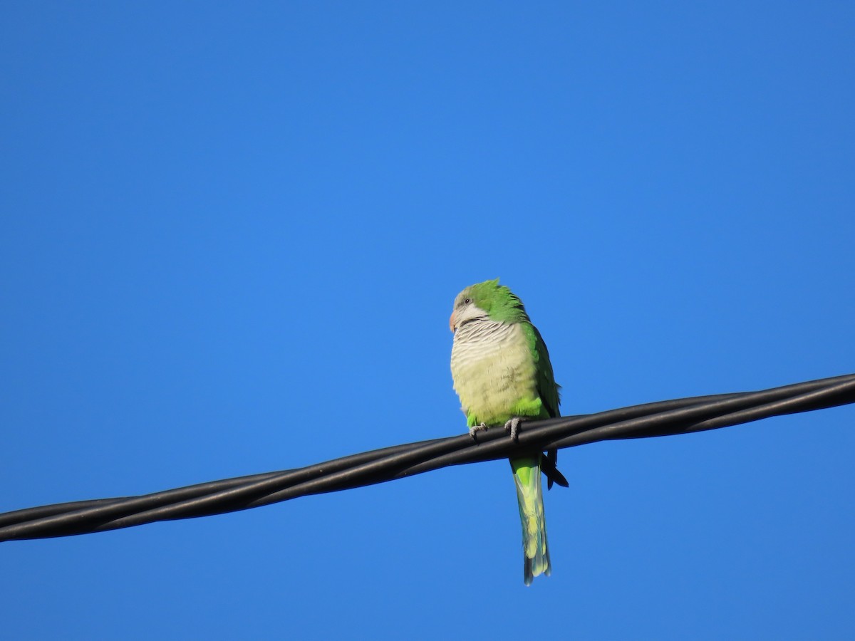 Mönchssittich - ML645493242