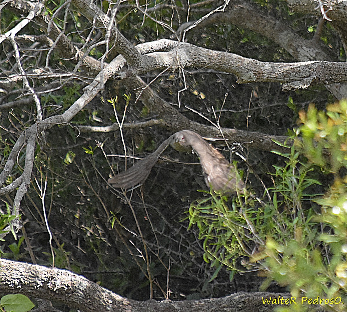 Пепельная пиайя - ML645493246
