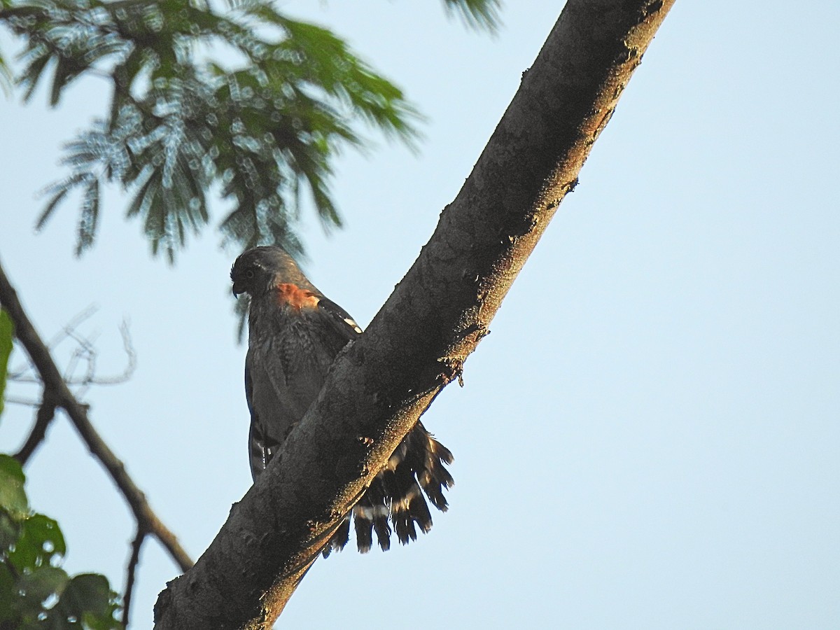 Double-toothed Kite - ML645493247