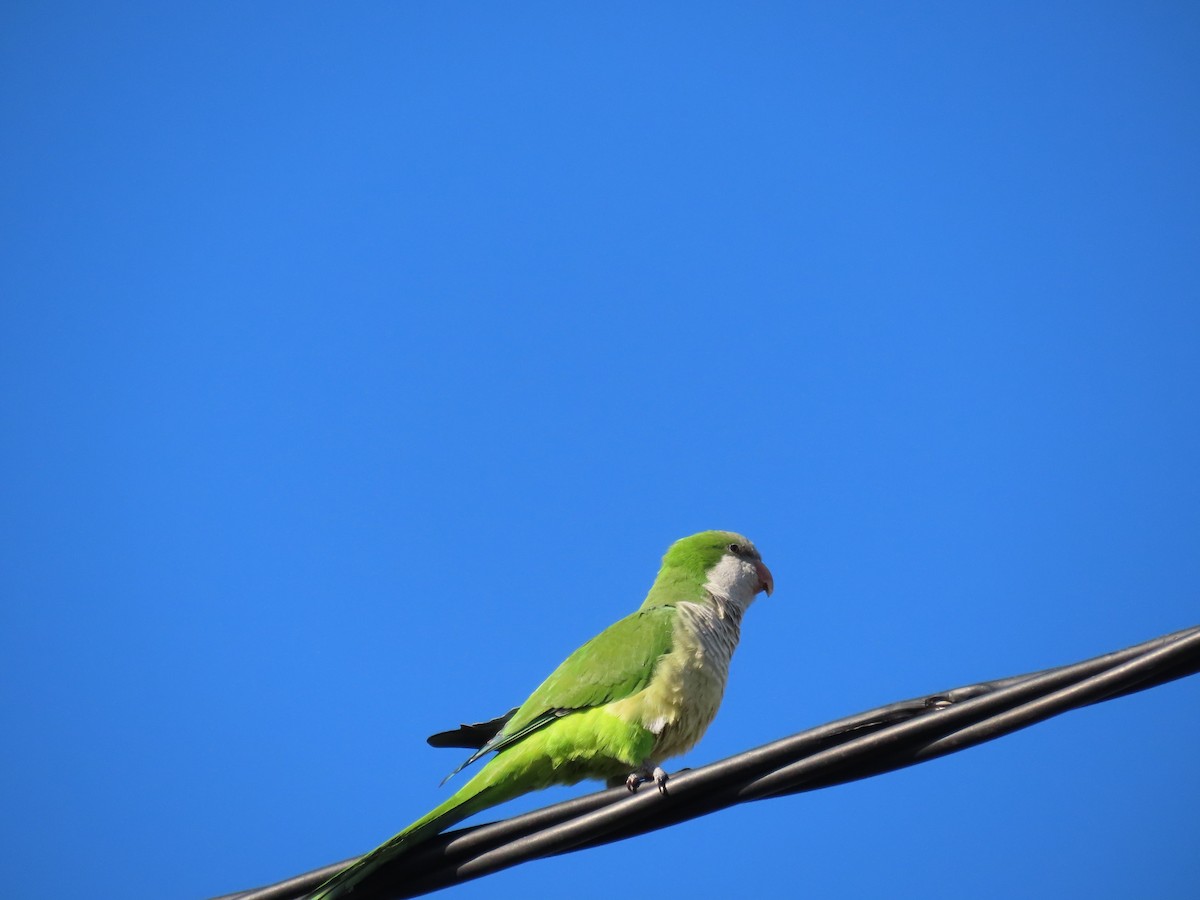 Mönchssittich - ML645493249