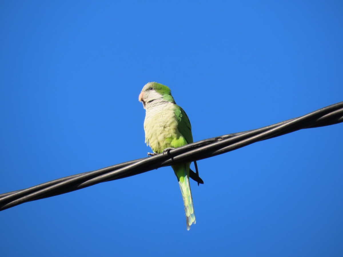 Mönchssittich - ML645493252