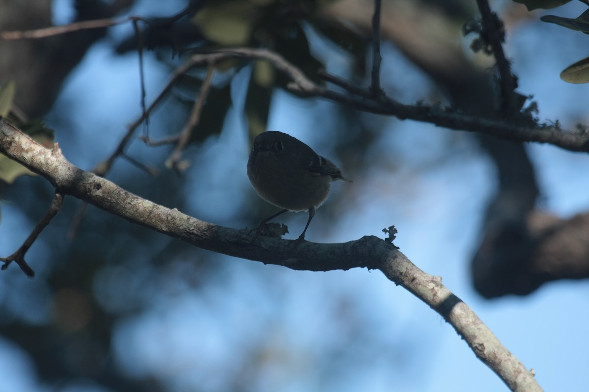 Ruby-crowned Kinglet - ML645493258