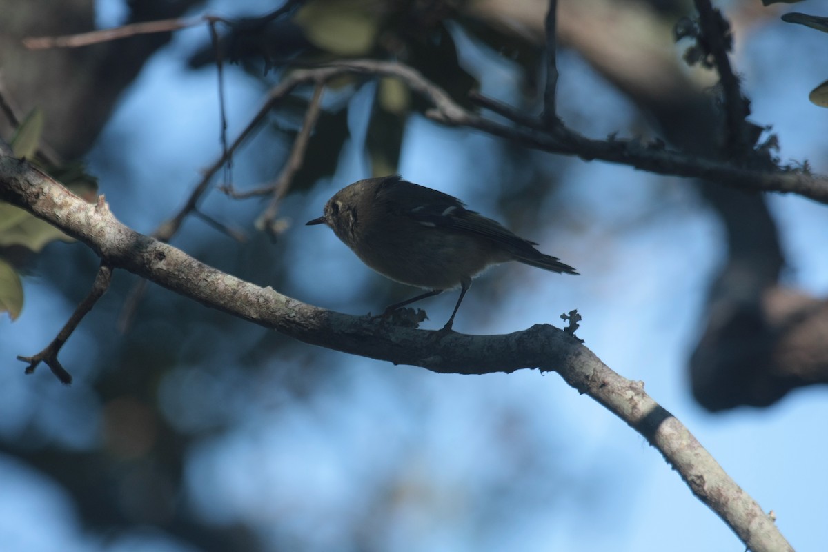 Ruby-crowned Kinglet - ML645493259