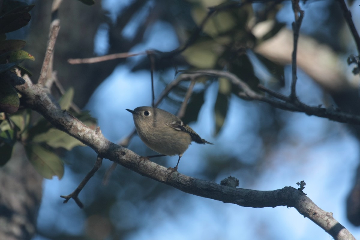 Ruby-crowned Kinglet - ML645493260