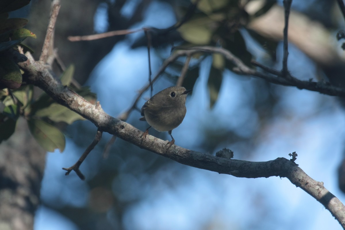 Ruby-crowned Kinglet - ML645493261