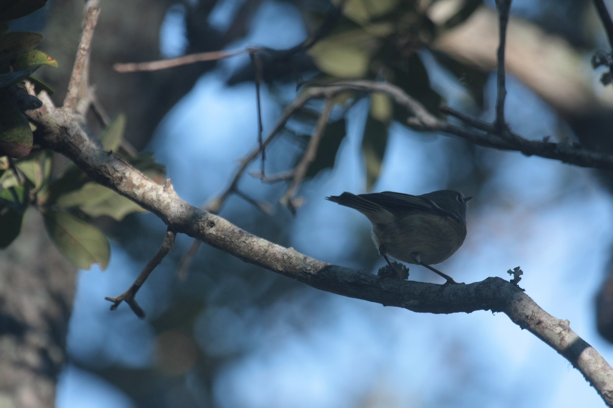 Ruby-crowned Kinglet - ML645493262