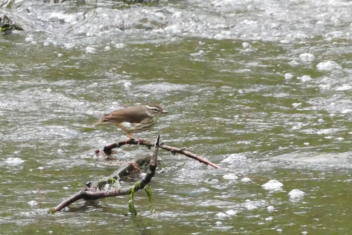 Louisiana Waterthrush - ML645493267