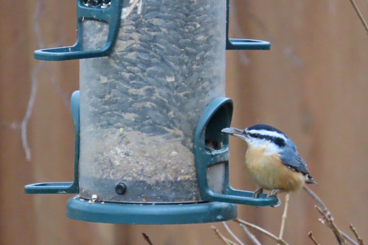 Red-breasted Nuthatch - ML645493270
