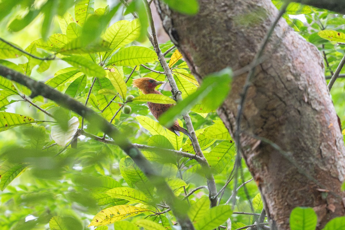 Kestane Renkli Ağaçkakan - ML645493273