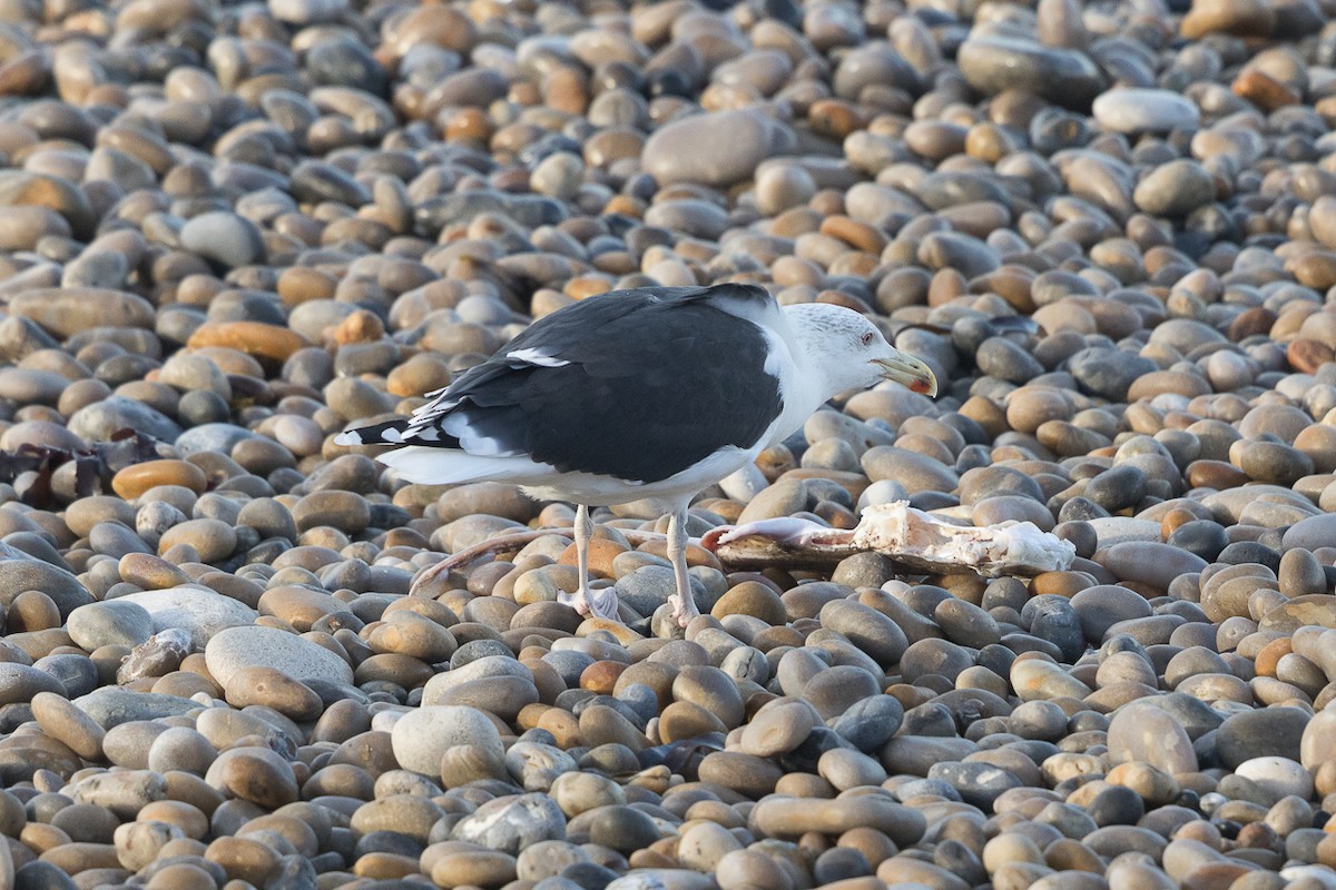 Büyük Kara Sırtlı Martı - ML645493277