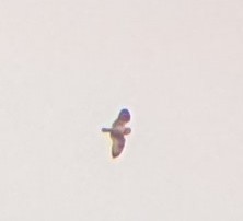 Short-eared Owl - ML645493278