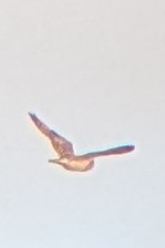 Short-eared Owl - ML645493279