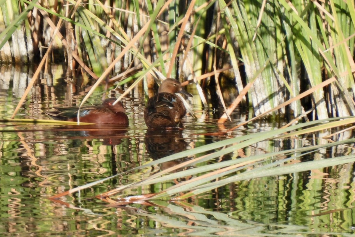 Cinnamon Teal - ML645493285
