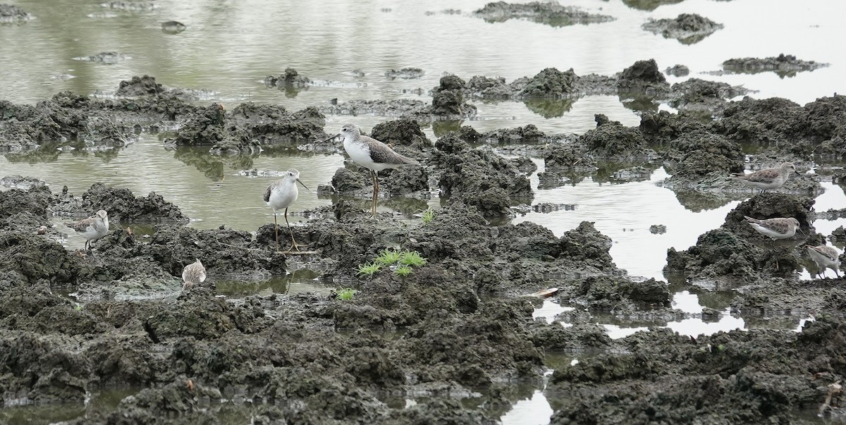 Küçük Kumkuşu - ML645493295