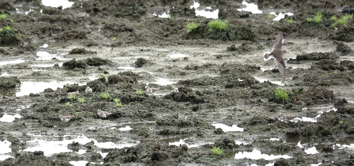 Küçük Kumkuşu - ML645493296