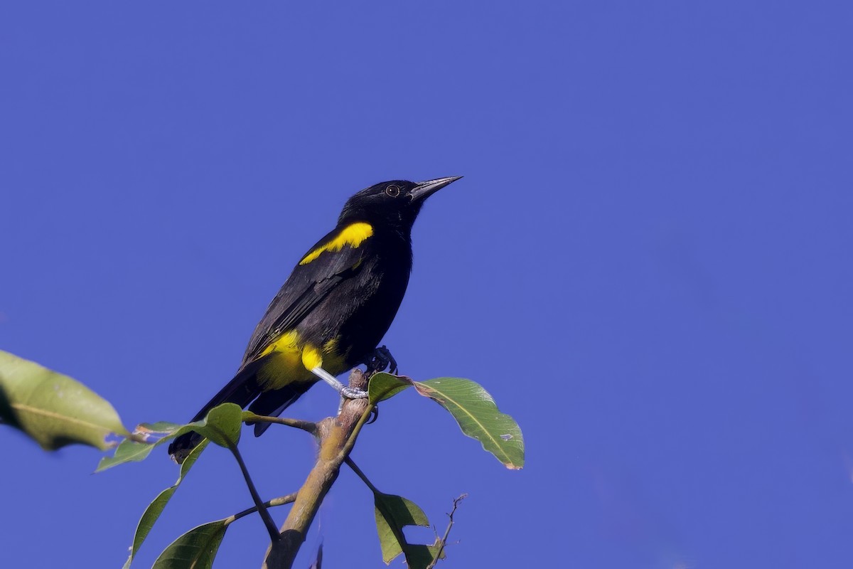 Puerto-Rico-Trupial - ML645493301