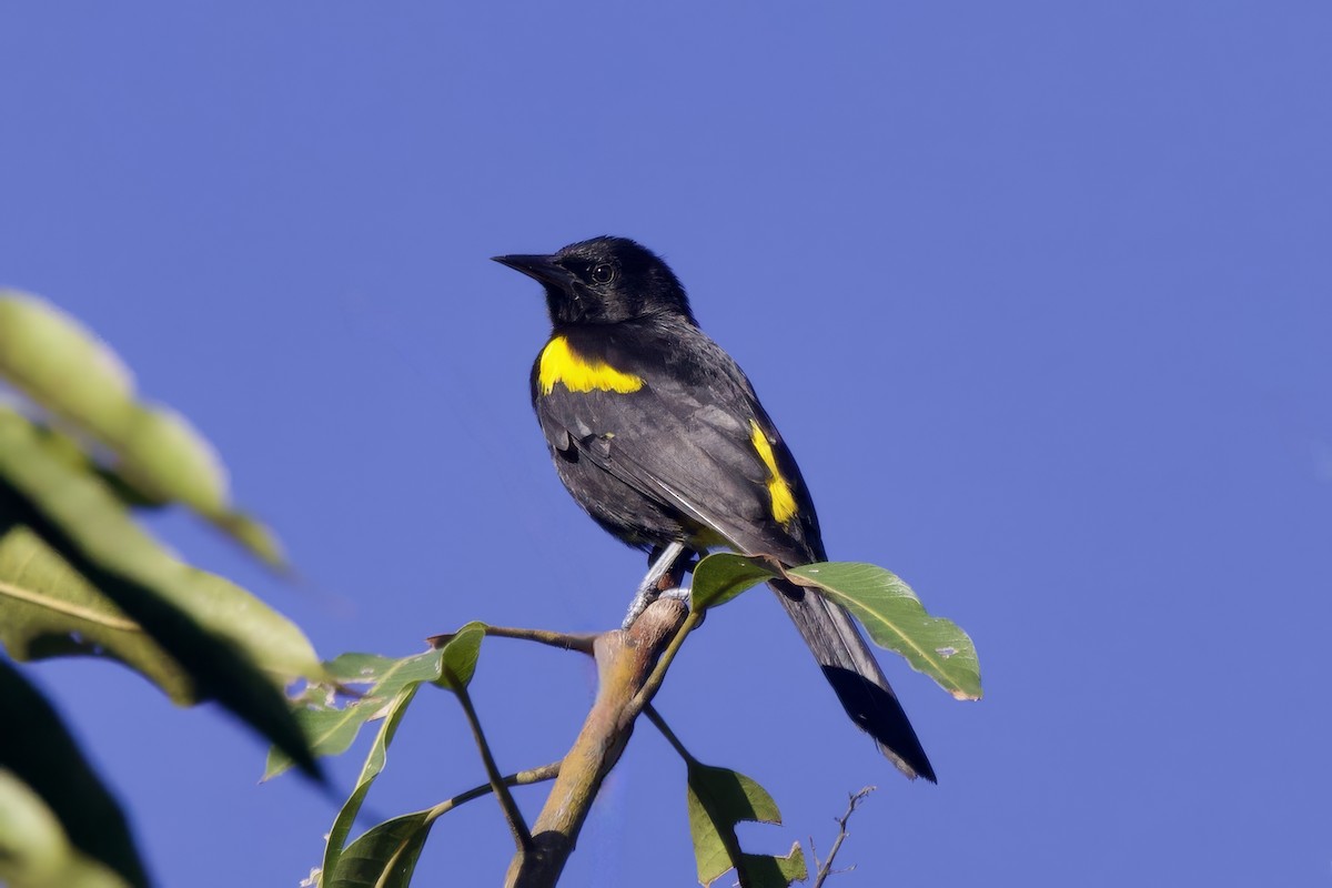 Puerto-Rico-Trupial - ML645493302