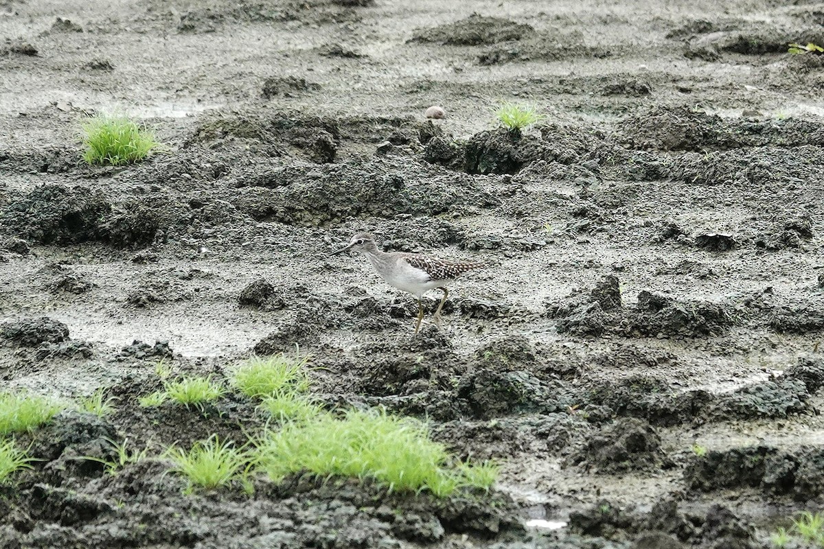 vodouš bahenní - ML645493304