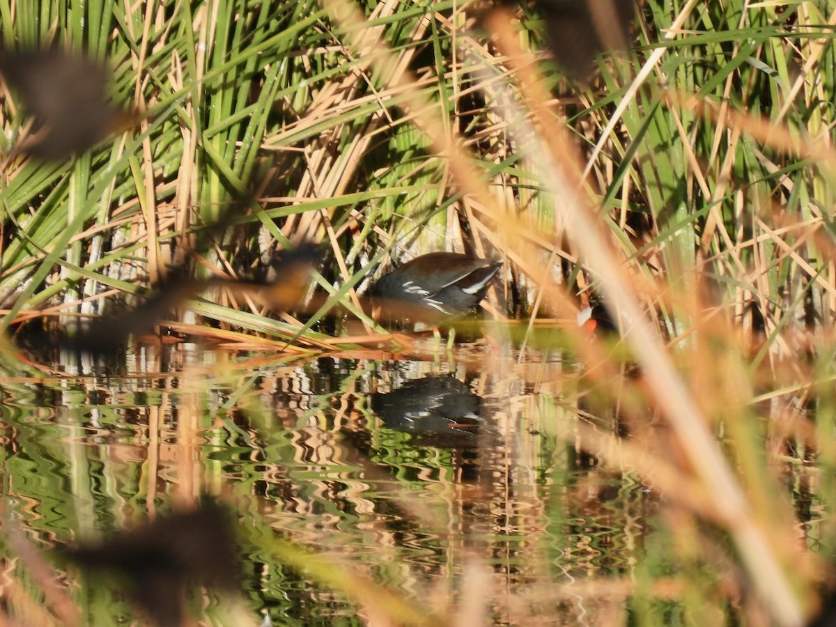 Common Gallinule - ML645493305
