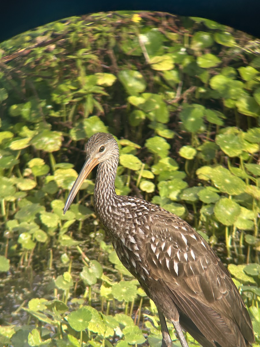 Limpkin - ML645493306