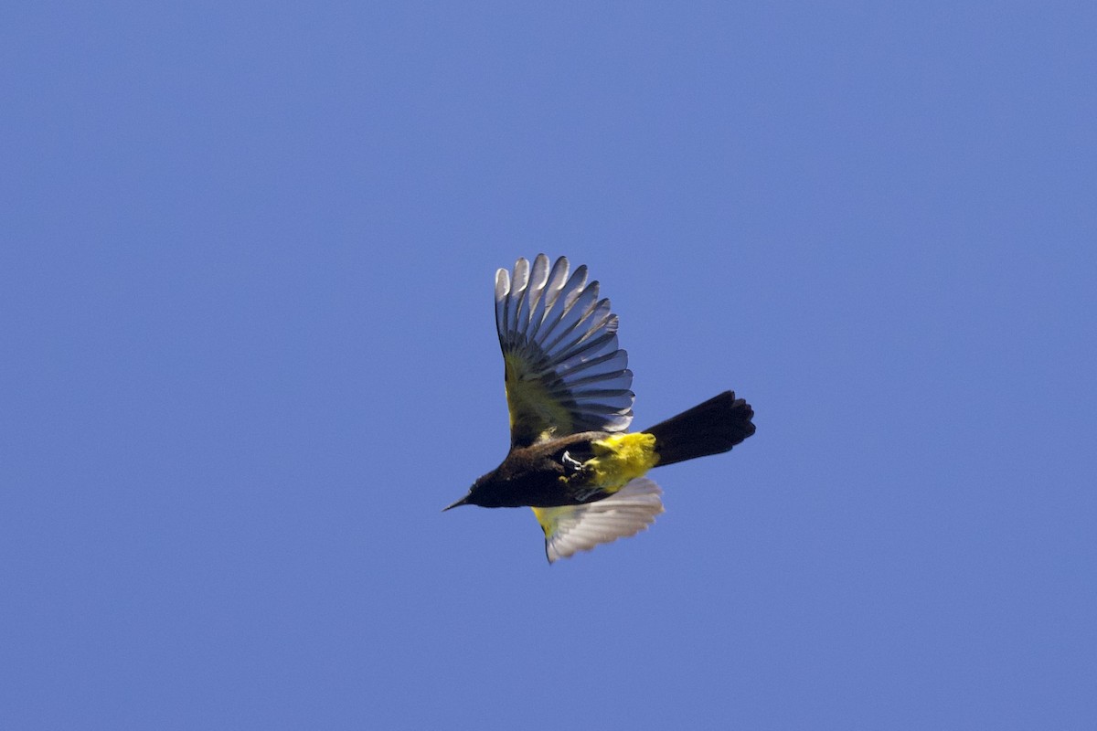 Puerto-Rico-Trupial - ML645493307