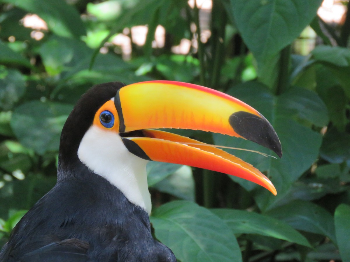 オニオオハシ - ML645493309