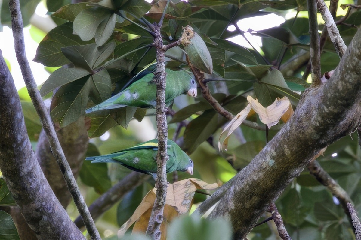 White-winged Parakeet - ML645493316